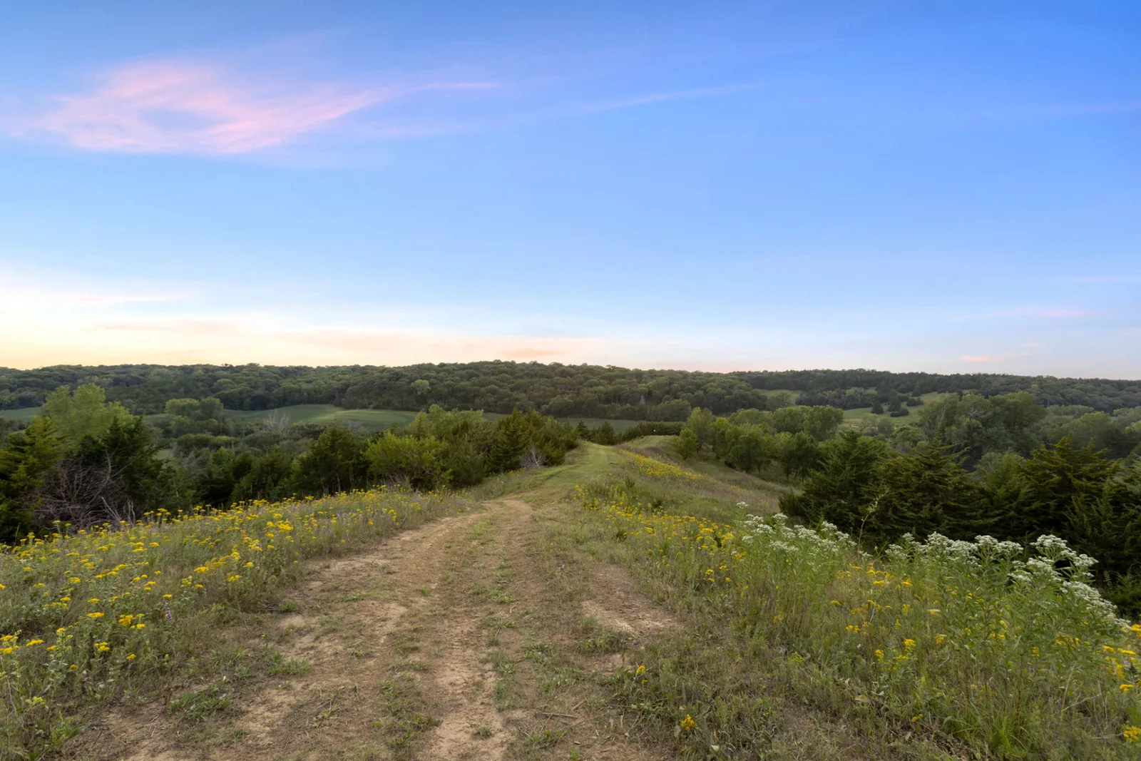 Open ridge-top trail lined with yellow and white wildflowers, looking out over the wooded Loess Hills at dusk