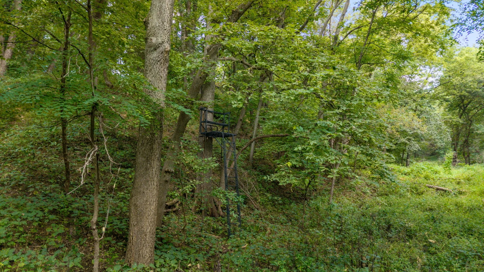 Elevated hunting stand positioned among mature trees and dense woodland at Loess Lake Ranch.