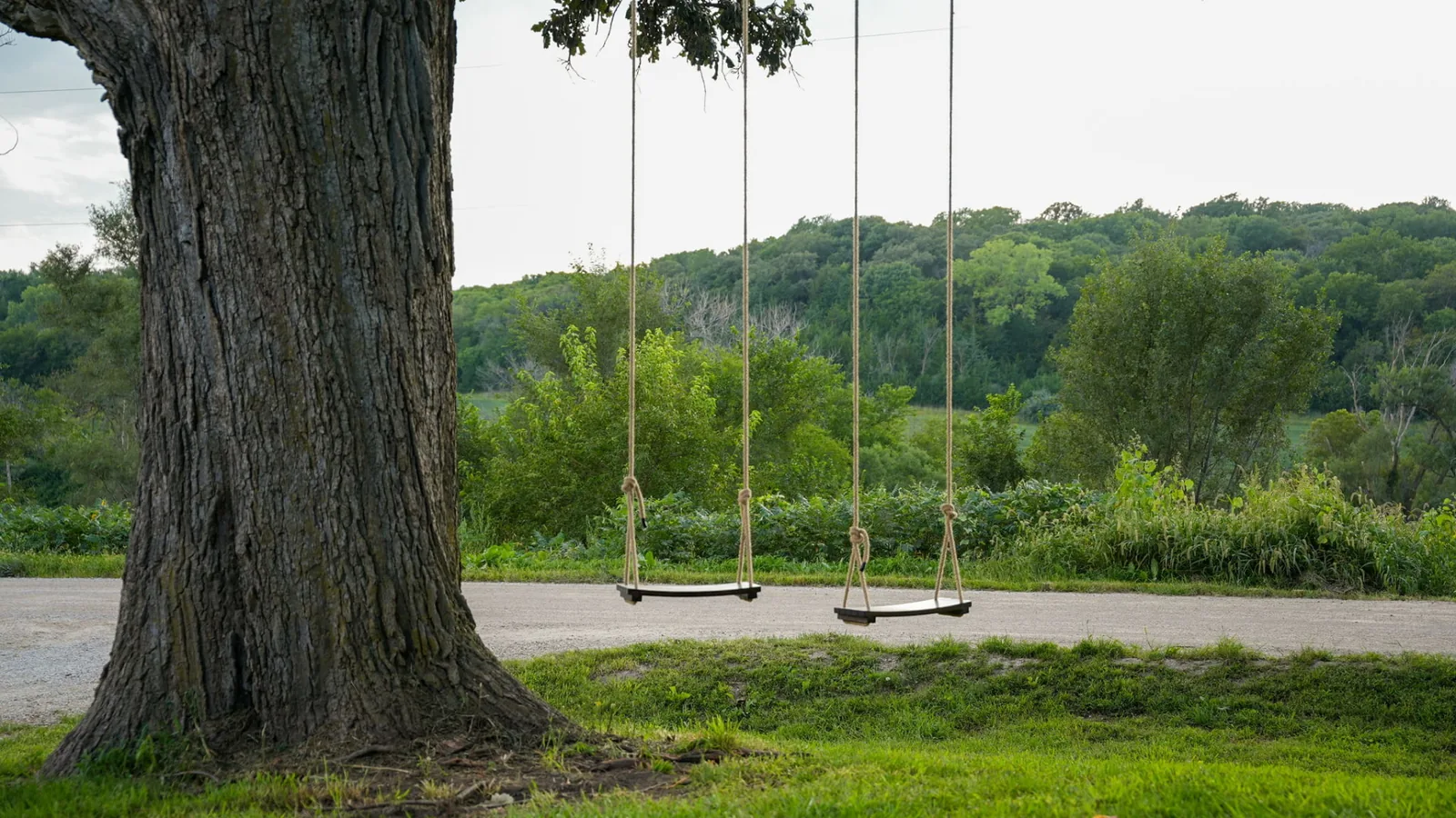 Two rope tree swings hanging from a mature oak beside the ranch lane, overlooking wooded hills