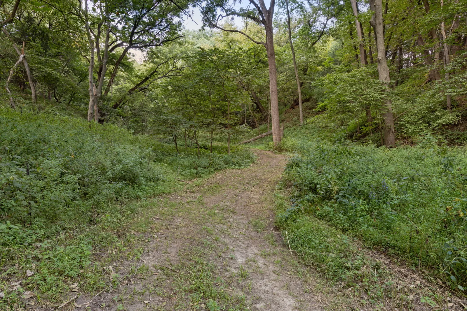 Shaded dirt trail winding up through green, untouched woodland on the ranch