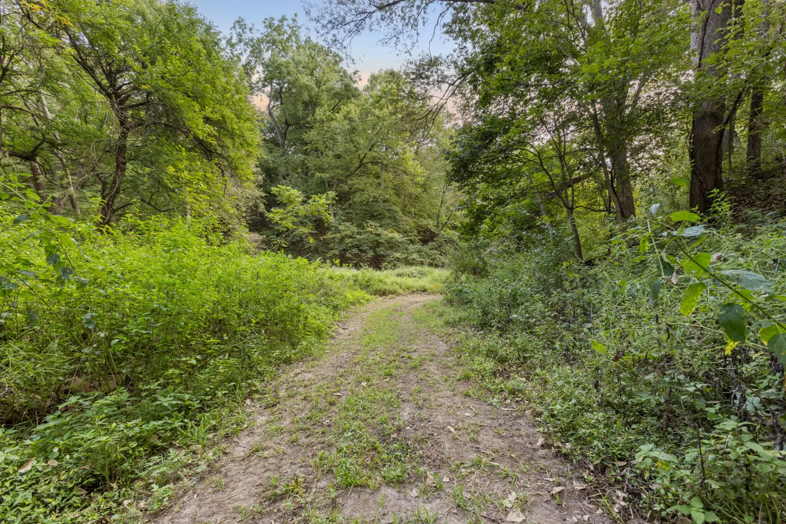 Quiet woodland path curving between lush undergrowth and tall hardwood trees