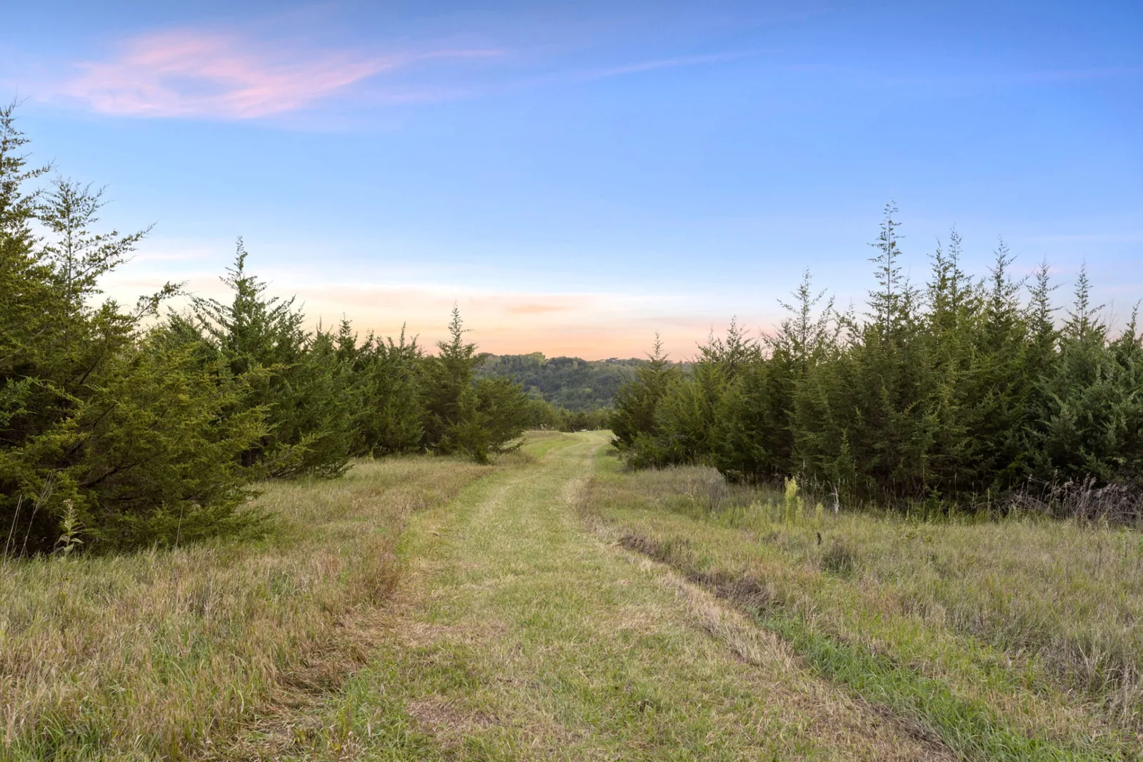 Mown grass trail running between rows of cedar trees toward a pastel sunset sky