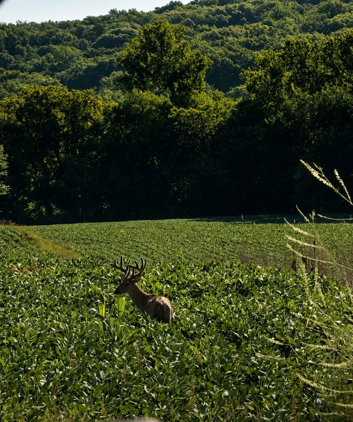 Whitetail buck standing in a field at Loess Lakes Ranch.